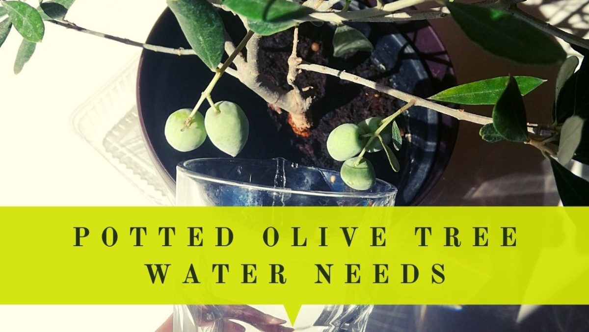 Water Requirements For Olive Trees In Pots