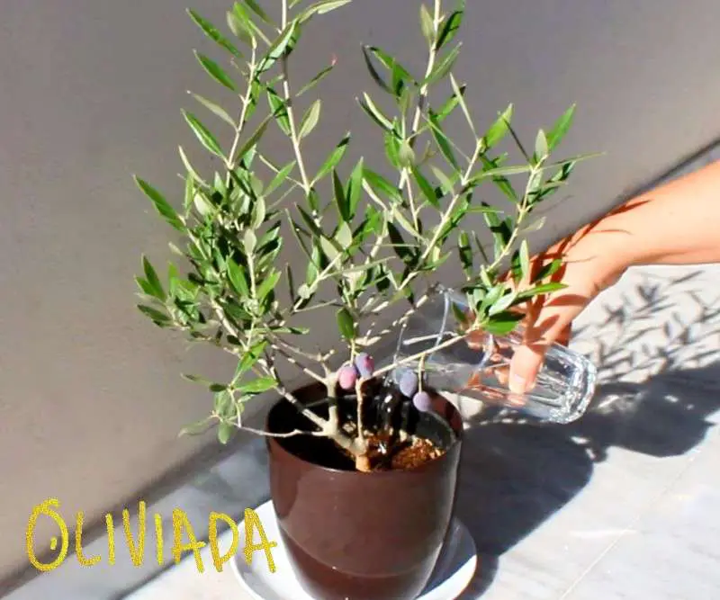 water well your olive tree regularly