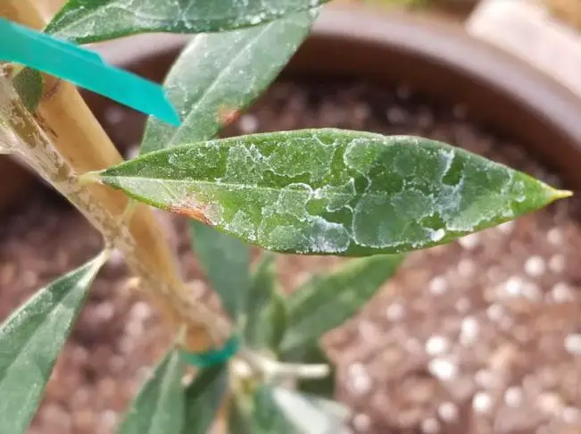 white spots on olive tree leaves