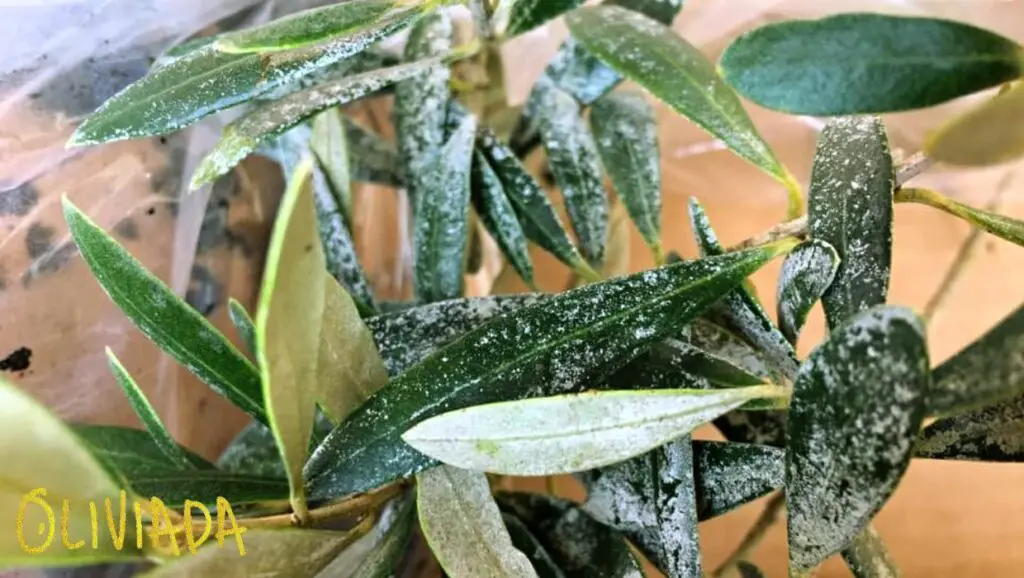 Close-up view of olive tree leaves showing white stuff and white spots, highlighting common issues and solutions for optimal olive tree health