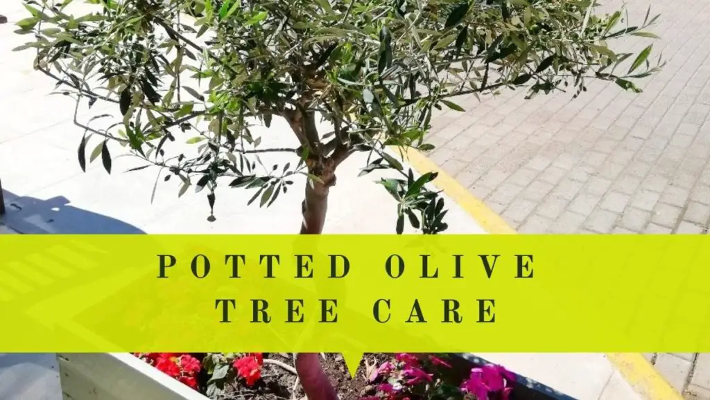 care for olive trees in pots complete guide