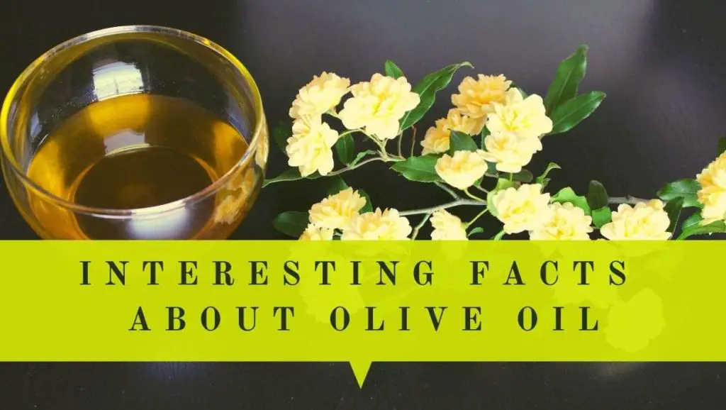 interesting facts about olive oil