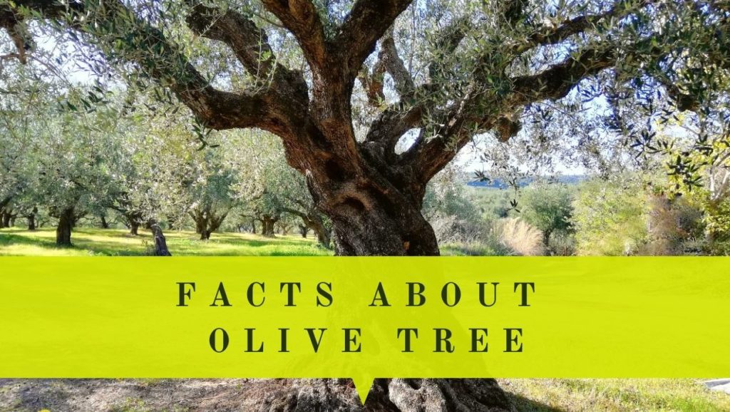 great facts about olive tree