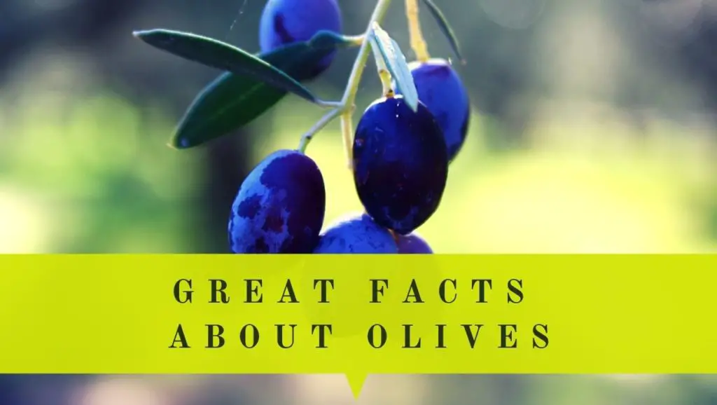 interesting facts about olives you didnt know
