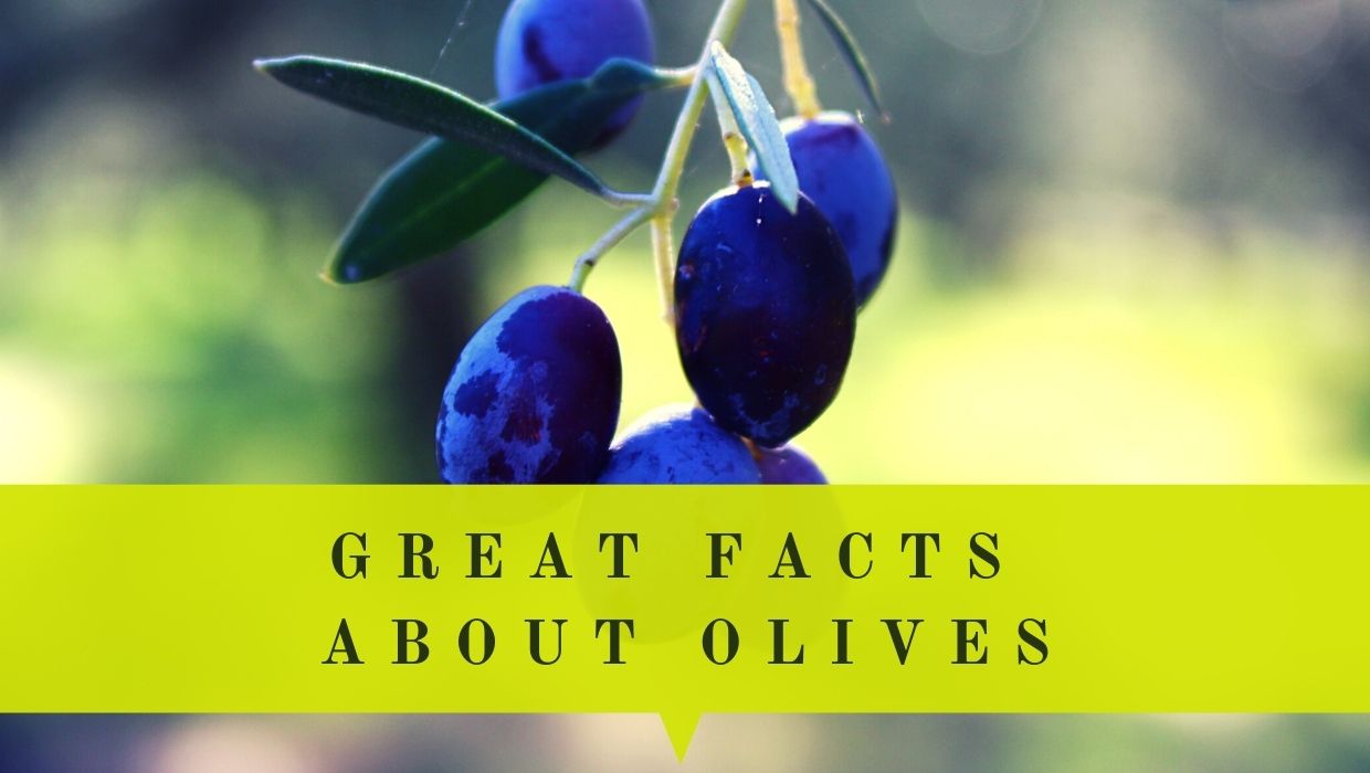 10+ Facts About Olives You Didn’t Know | Oliviada