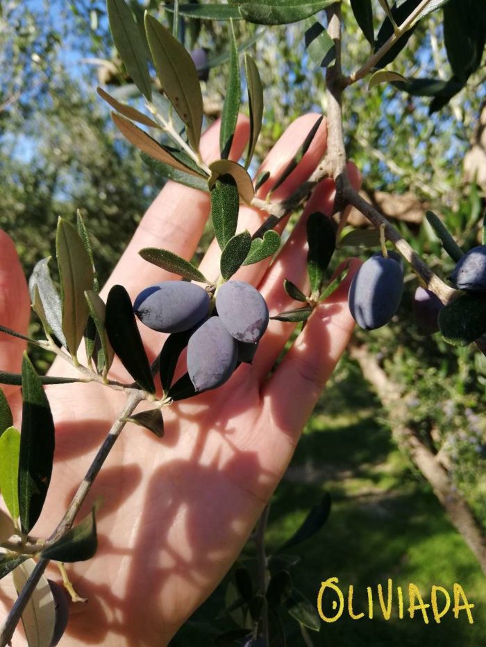 How To Care For Olive Trees In Pots? 9 Simple Steps Oliviada