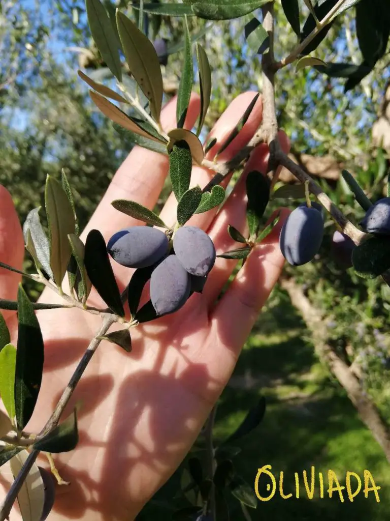 harvest potted olive tree