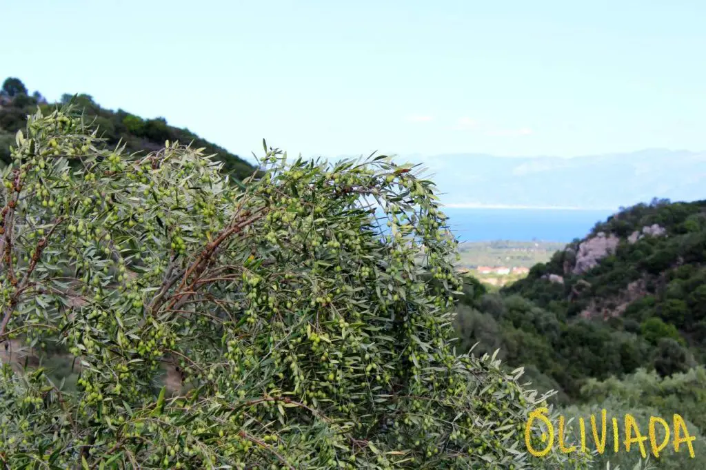 kalamata olive groves sm