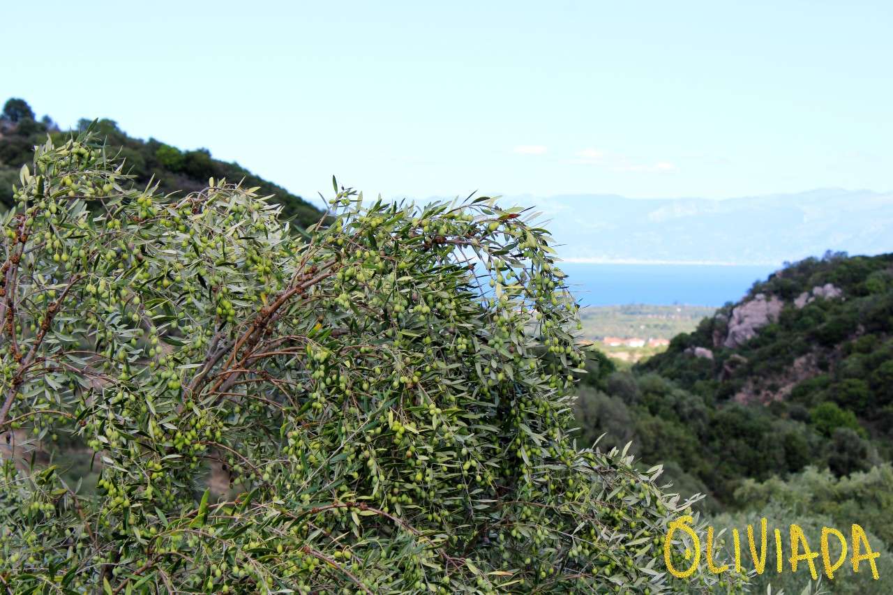 kalamata olive groves sm