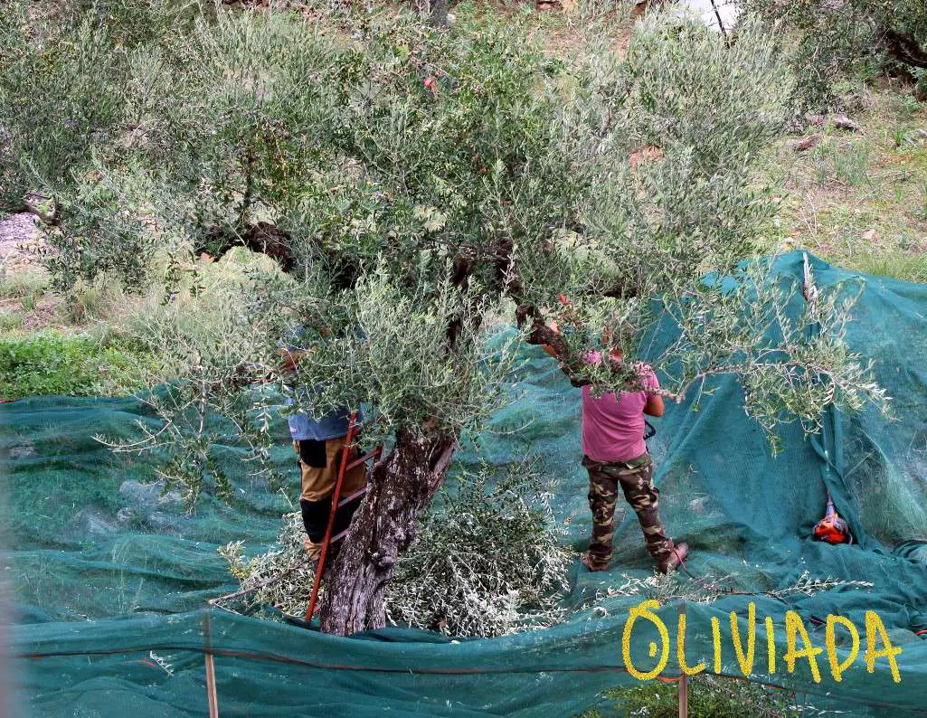 kalamata olives harvesting 1
