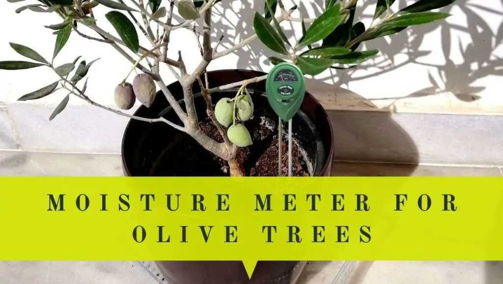 moisture meter for olive trees in pots complete guidelines on how to use it