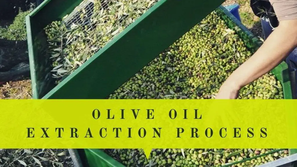 olive oil extraction process