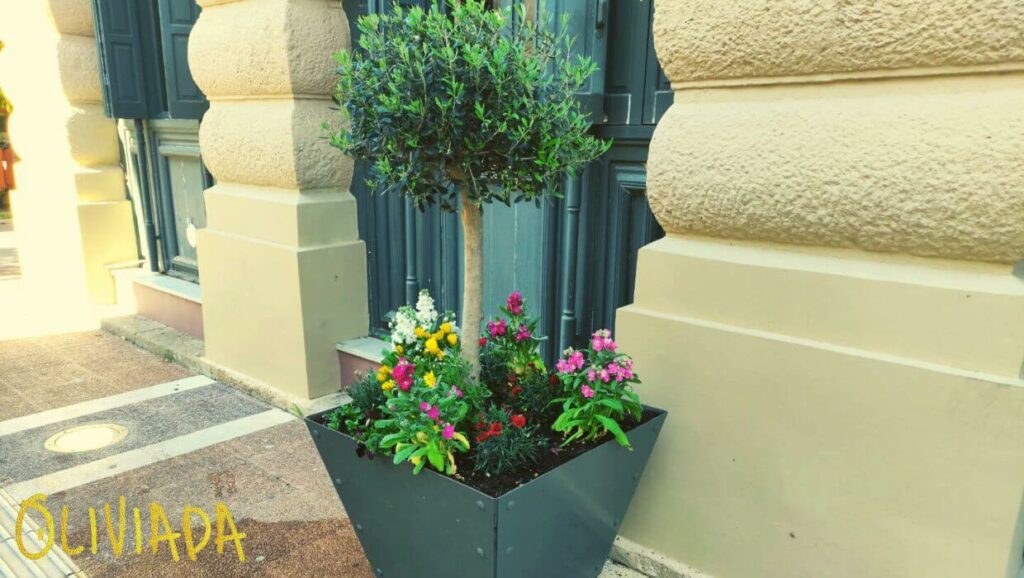 Olive trees in pots surrounded by vibrant, colorful flowers, showcasing an attractive and thriving container garden.