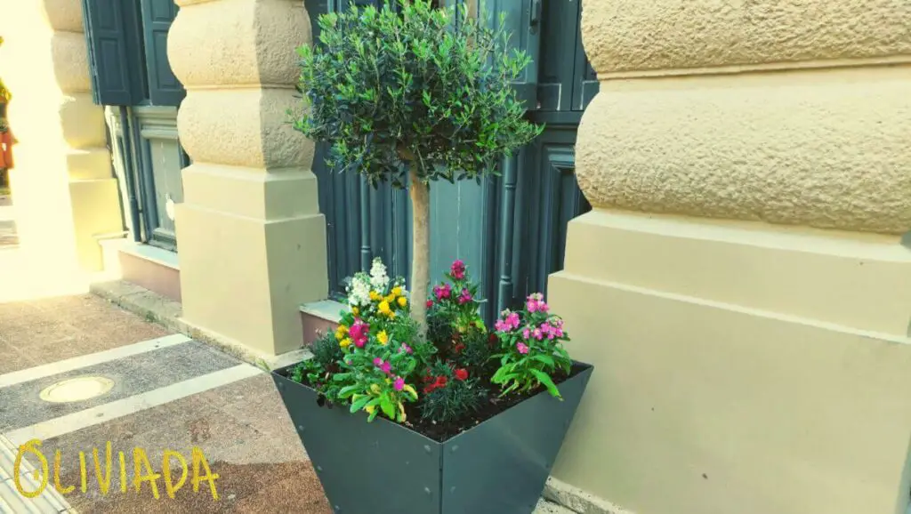 Olive trees in pots surrounded by vibrant, colorful flowers, showcasing an attractive and thriving container garden.