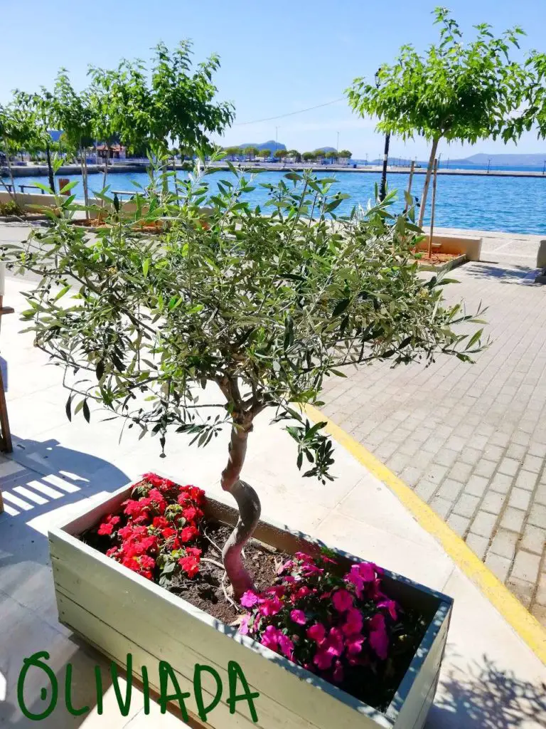 olive trees in containers care