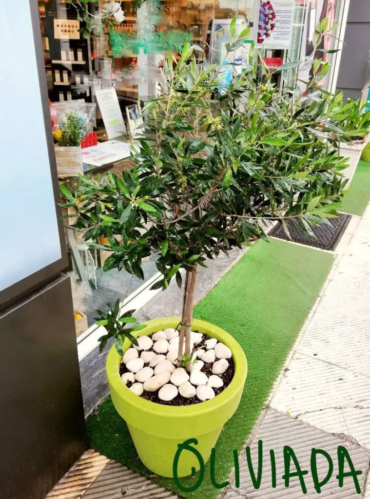 olive trees in pots sunshine 1