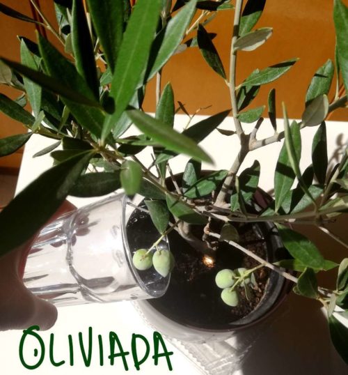 How To Care For Olive Trees In Pots? 9 Simple Steps Oliviada