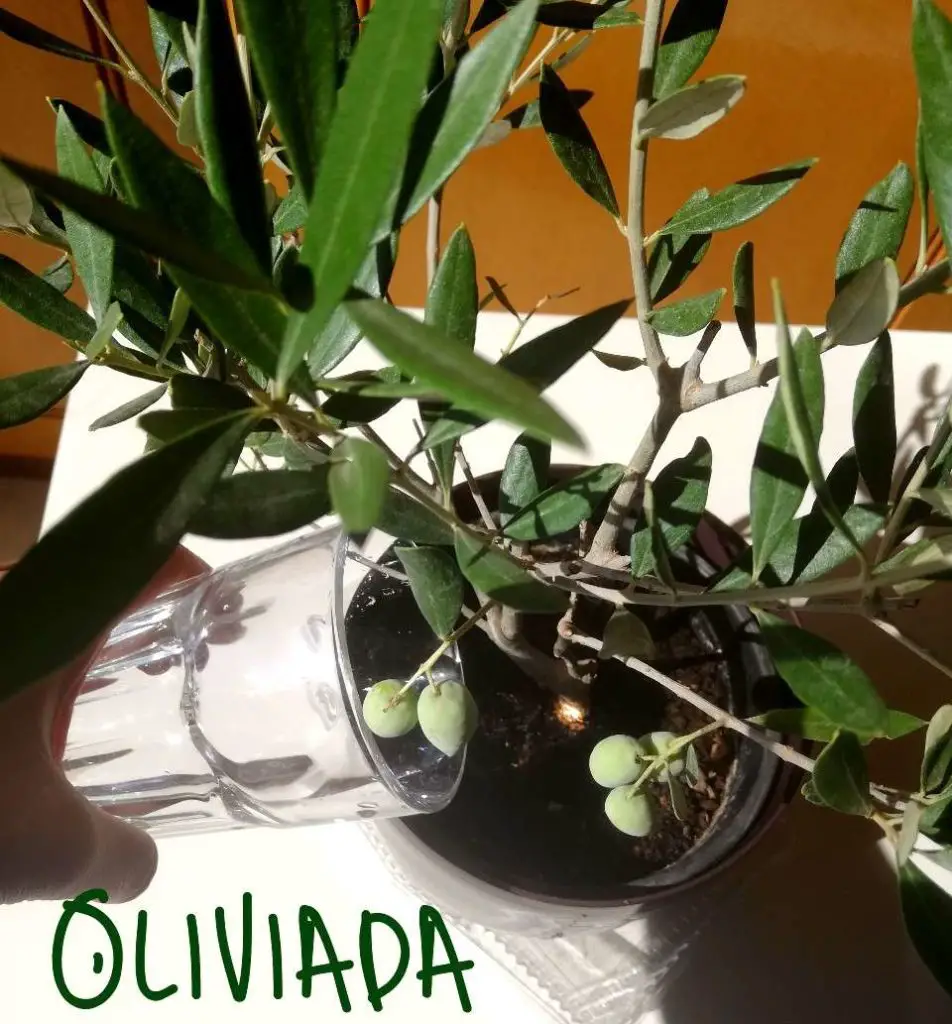 water olive trees in pots regularly
