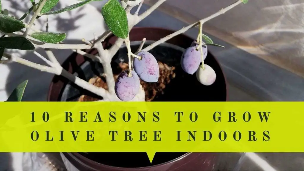 10 reasons to grow olive tree indoors