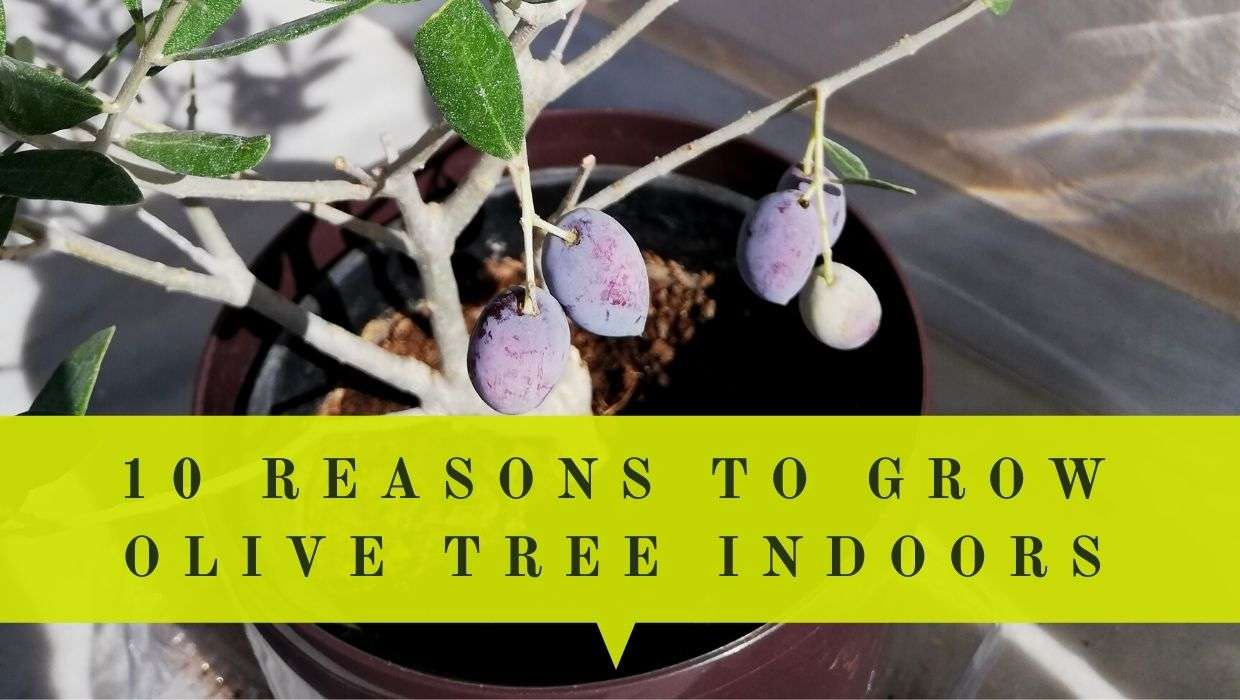 10 Great Reasons To Grow An Olive Tree Indoors Oliviada