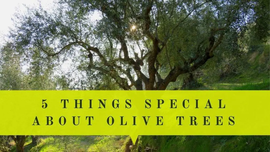 5 things special about olive trees