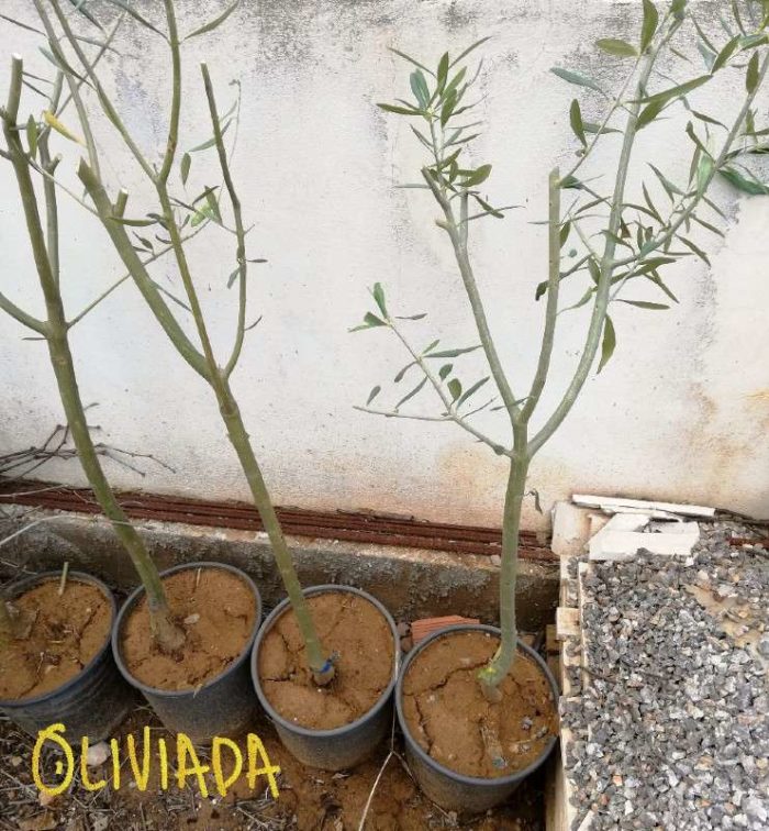 How To Propagate Olive Trees From Cuttings? Oliviada