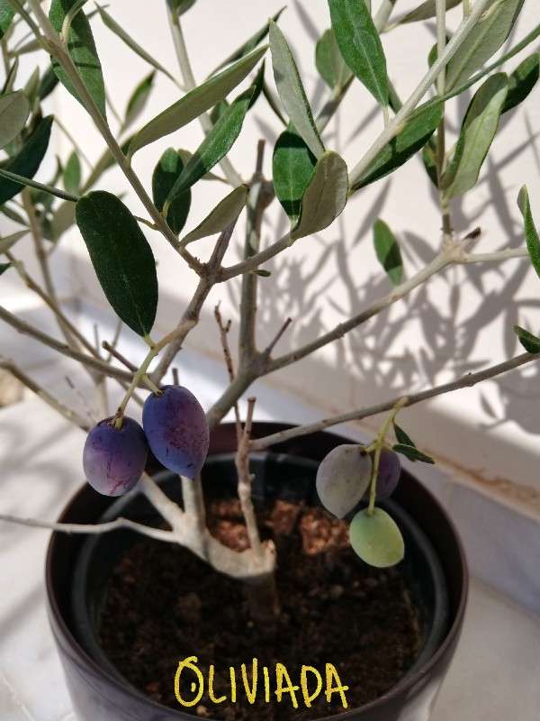 olive trees indoors improves your mood and well being