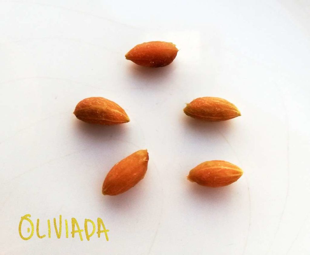 How To Grow Olive Tree From Seed (Olive Pit)? Oliviada