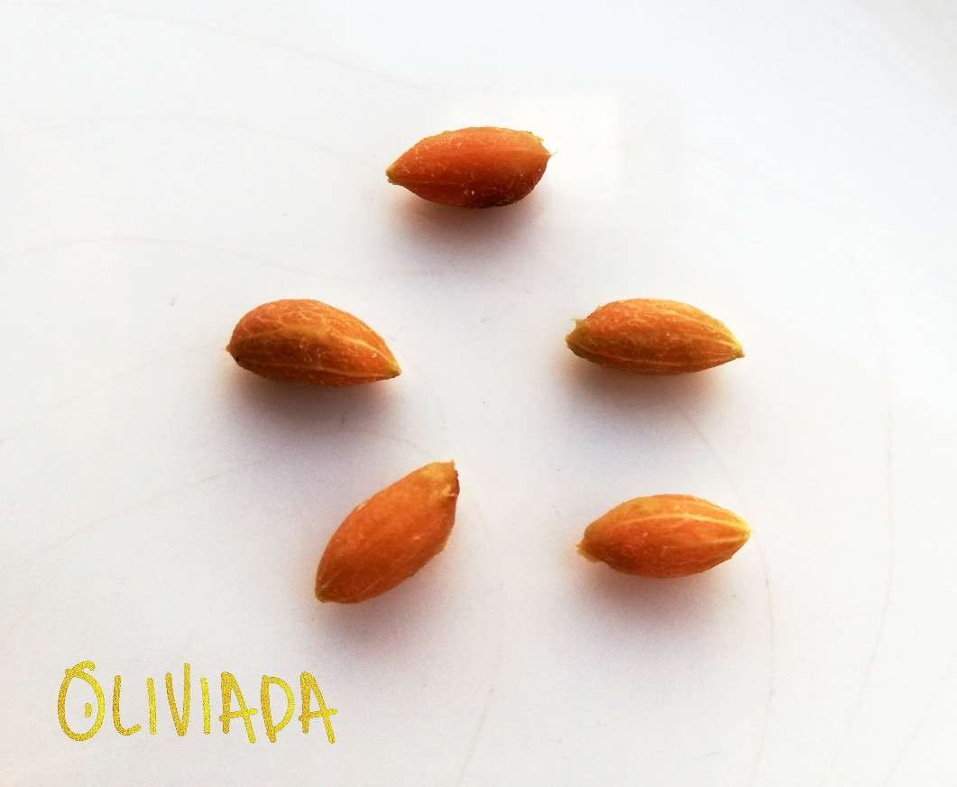 How To Grow Olive Tree From Seed (Olive Pit)? Oliviada