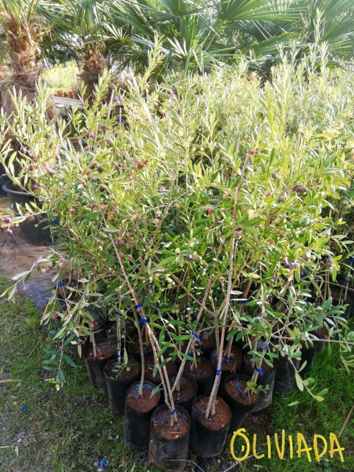 How To Propagate Olive Trees From Cuttings? Oliviada