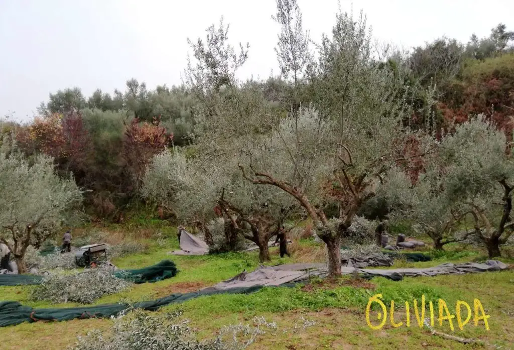 Kalamata olives harvest time