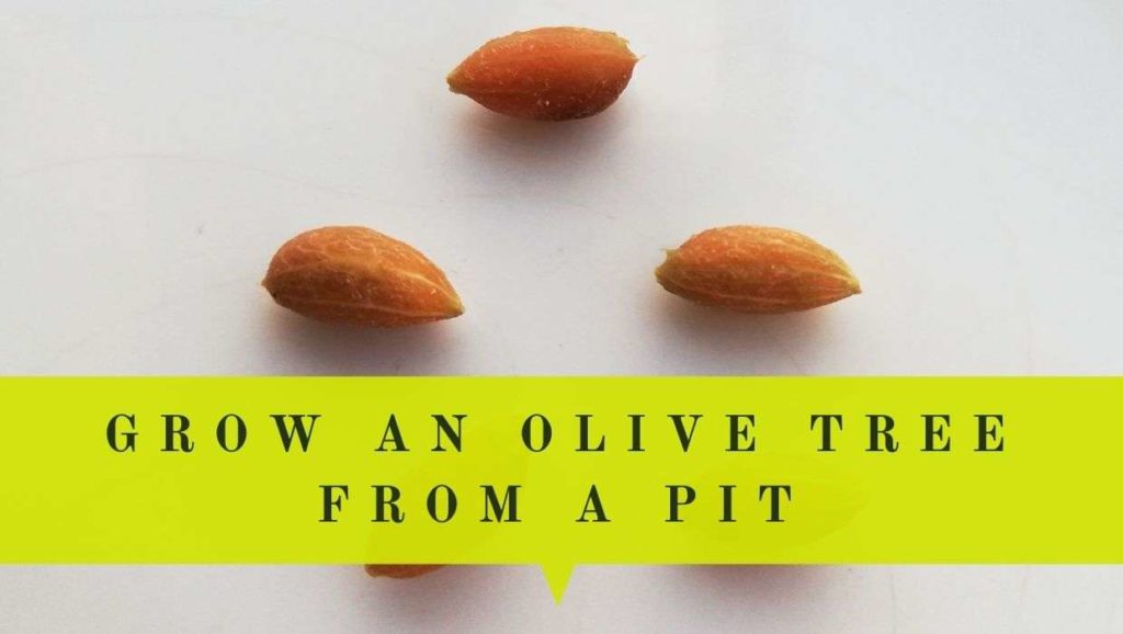 How To Grow Olive Tree From Seed Olive Pit Oliviada How To Grow Olive Tree From Seed Olive Pit Oliviada