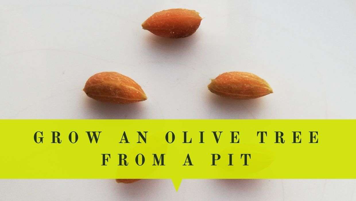 grow olive tree from pit