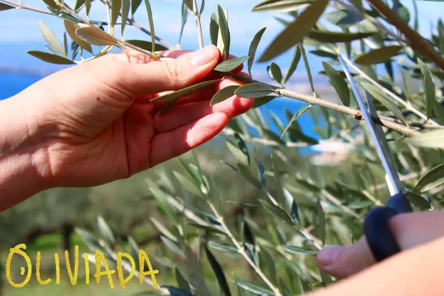 guide on how to take olive tree cuttings