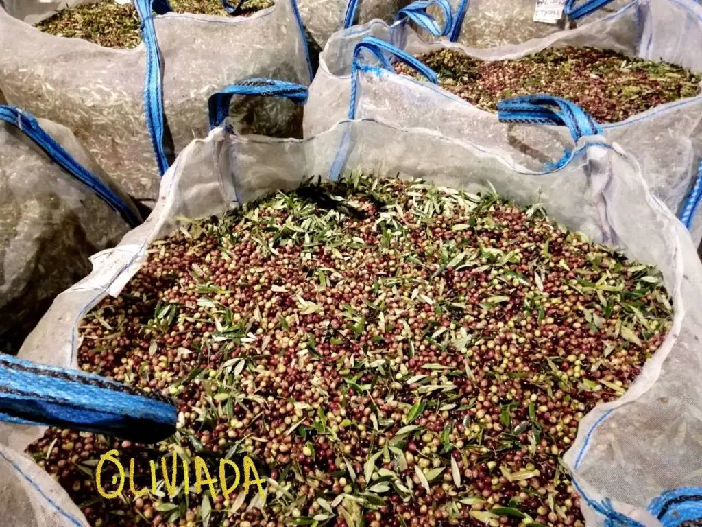 harvested olives are poured into sacks 1
