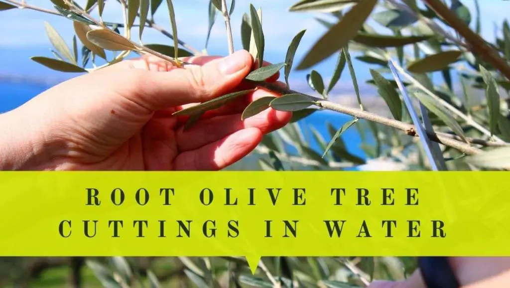 how to root olive tree cuttings in water guide