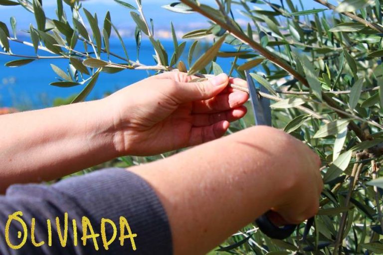 Grafting Olive Trees 4 Techniques Graft Aftercare Oliviada