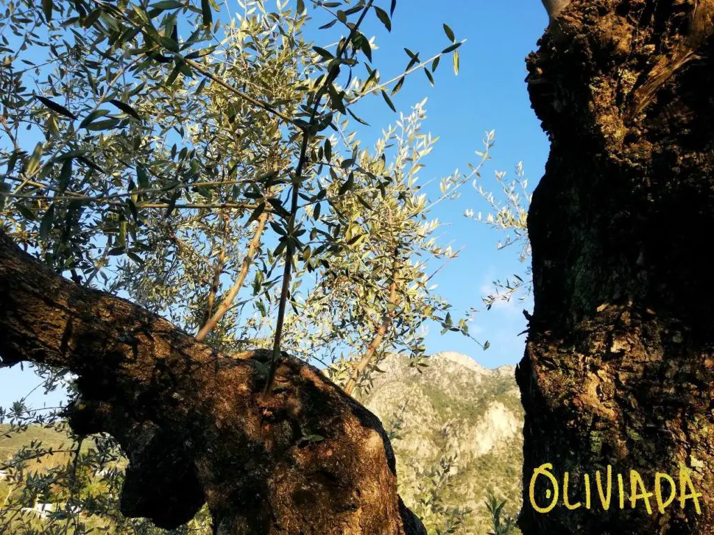 how to take olive tree cuttings
