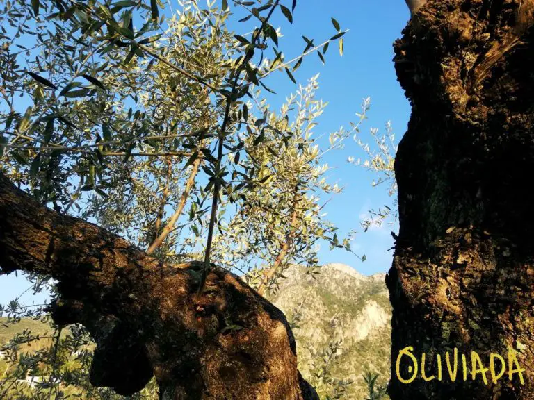 How To Propagate Olive Trees From Cuttings? | Oliviada