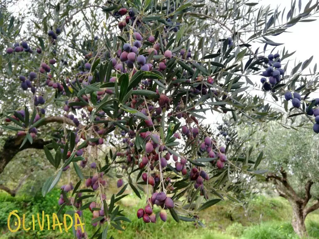koroneiki olives ripe ready for a harvest