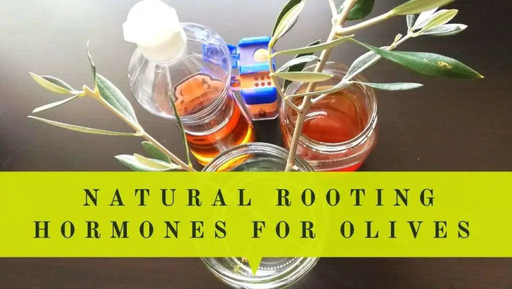natural rooting hormones for olive trees