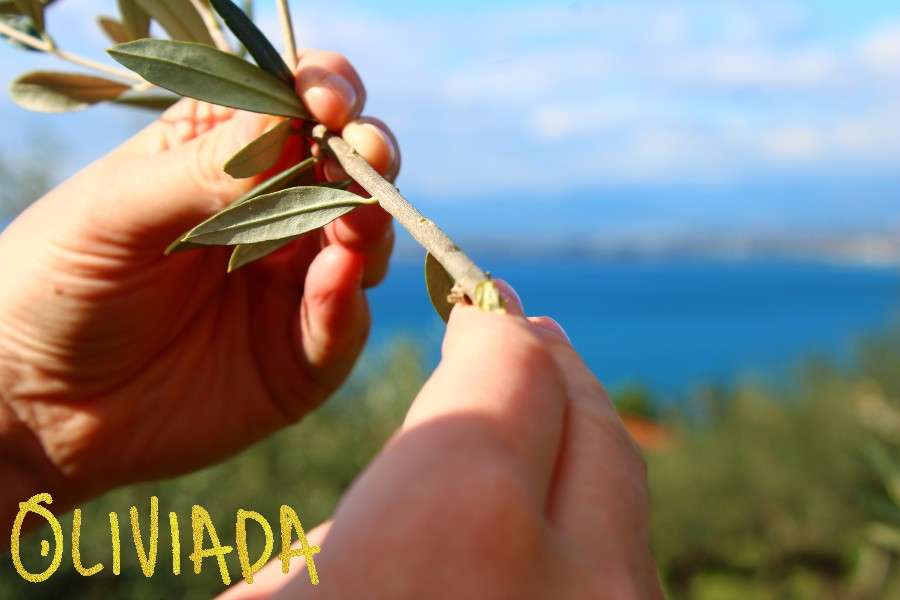 olive tree cuttings propagating