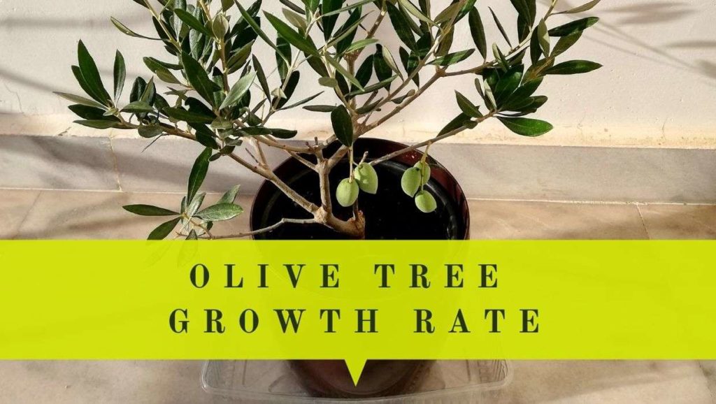 olive tree growth rate - how fast olive trees grow?