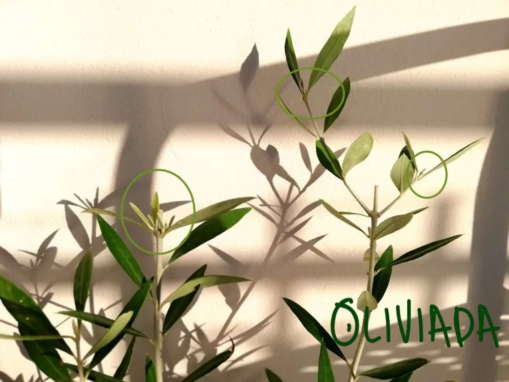 olive tree growth rate first year