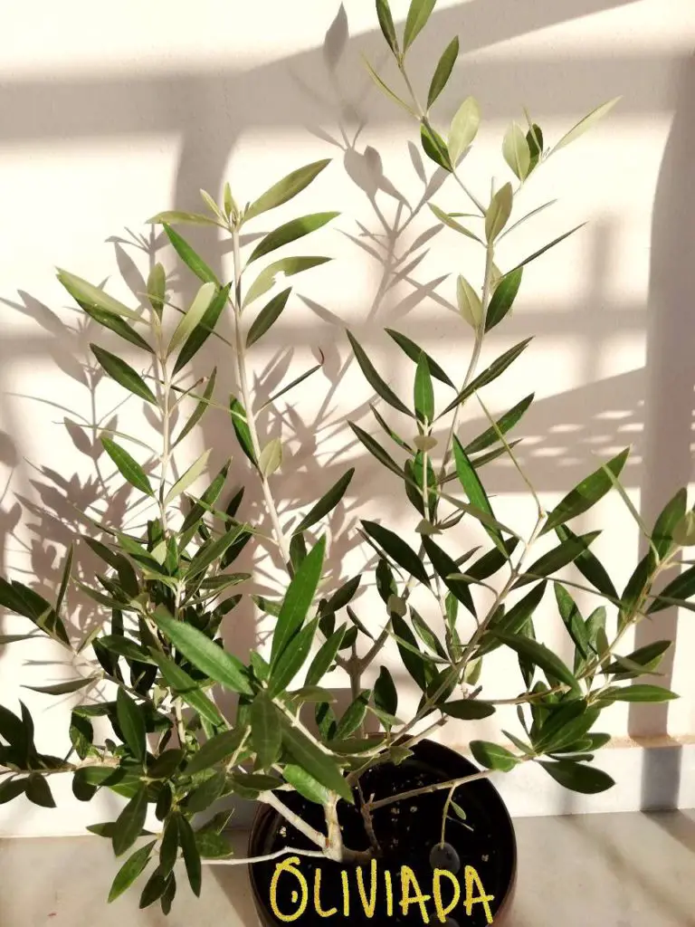 olive tree growth rate slow