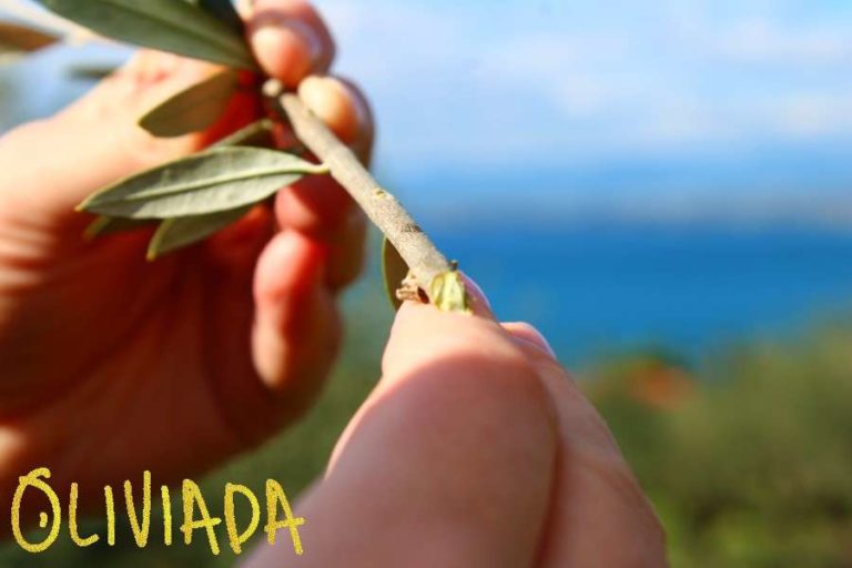 How To Root Olive Tree Cuttings In Water? Oliviada