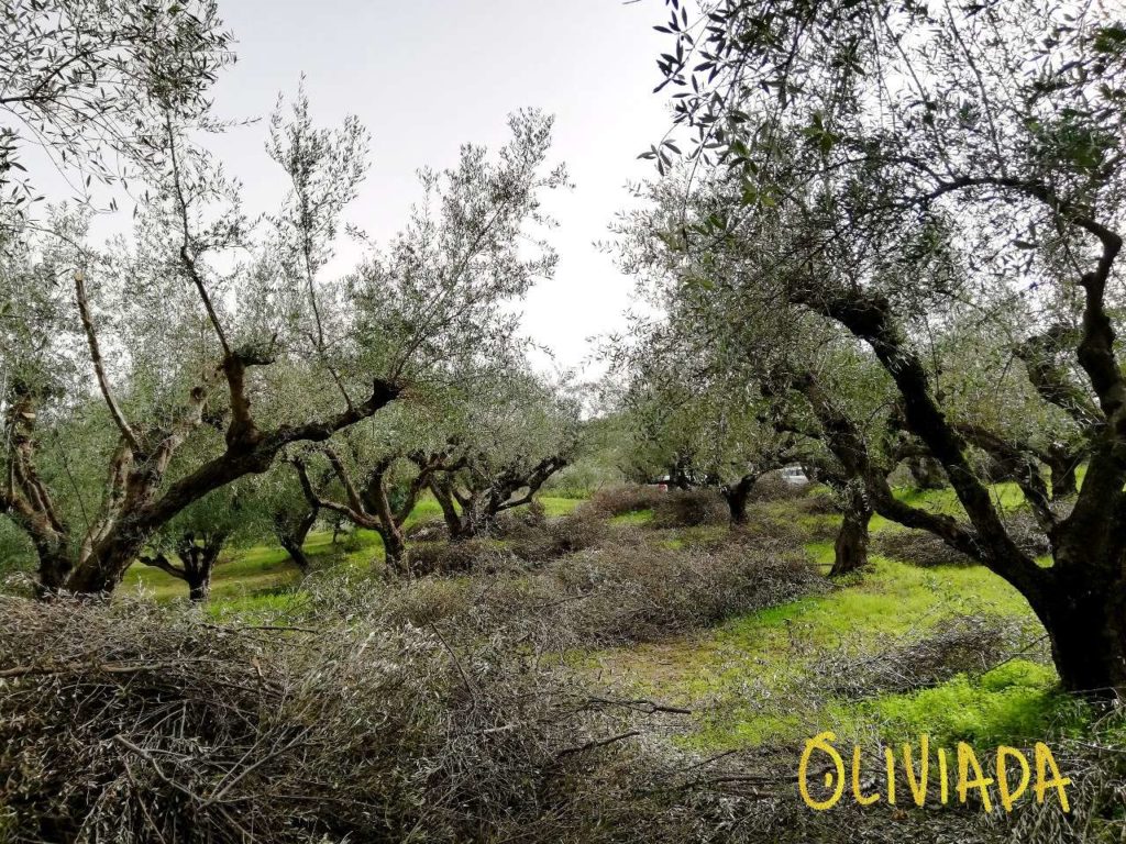 pruning olive trees after harvest