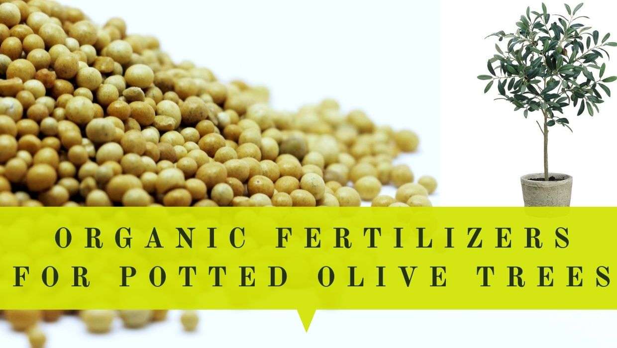 13 Organic Fertilizers For Olive Trees In Pots Pure Nature Resources