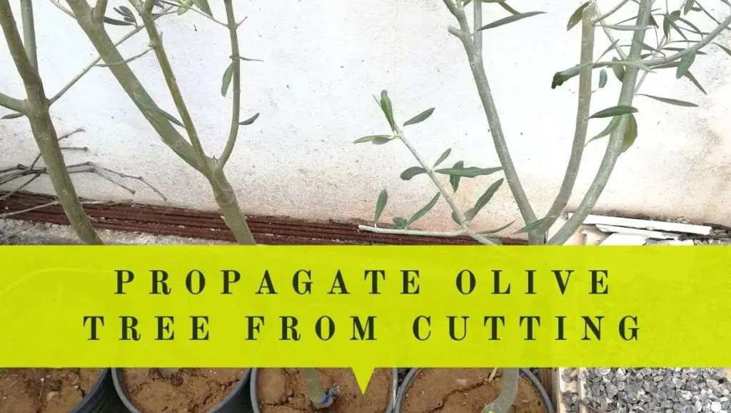 propagate olive trees from cuttings