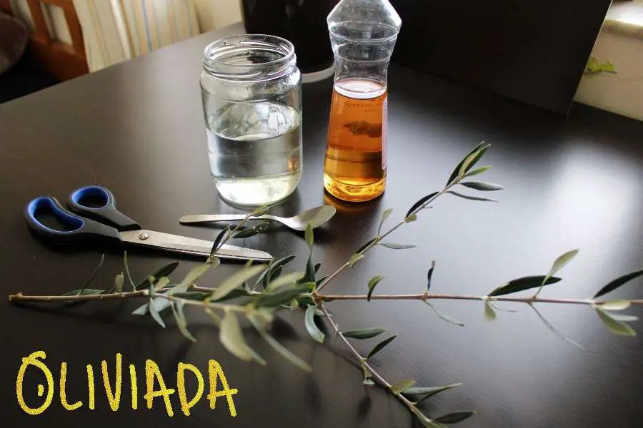 root olive tree cuttings in water complete guide